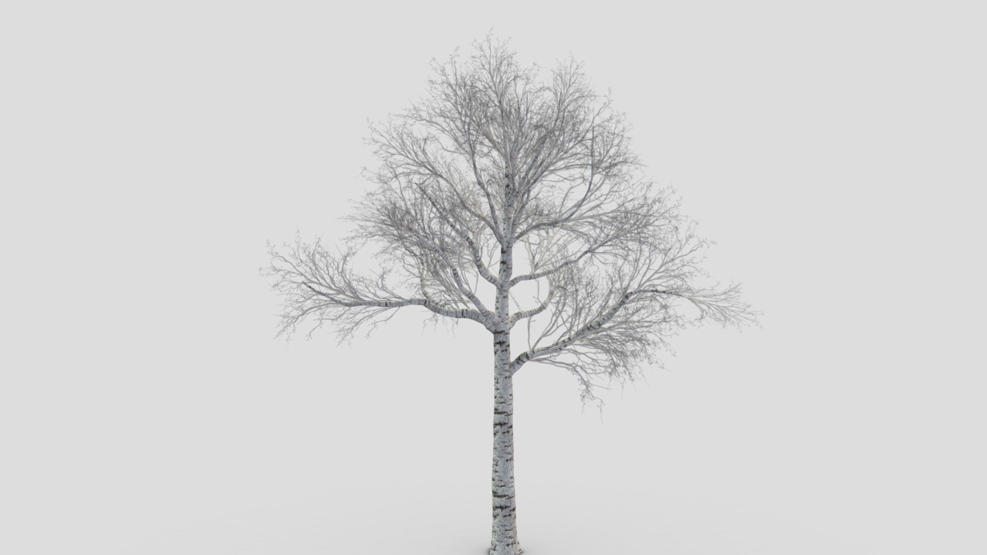 White Birch Tree-ST-34 3d model