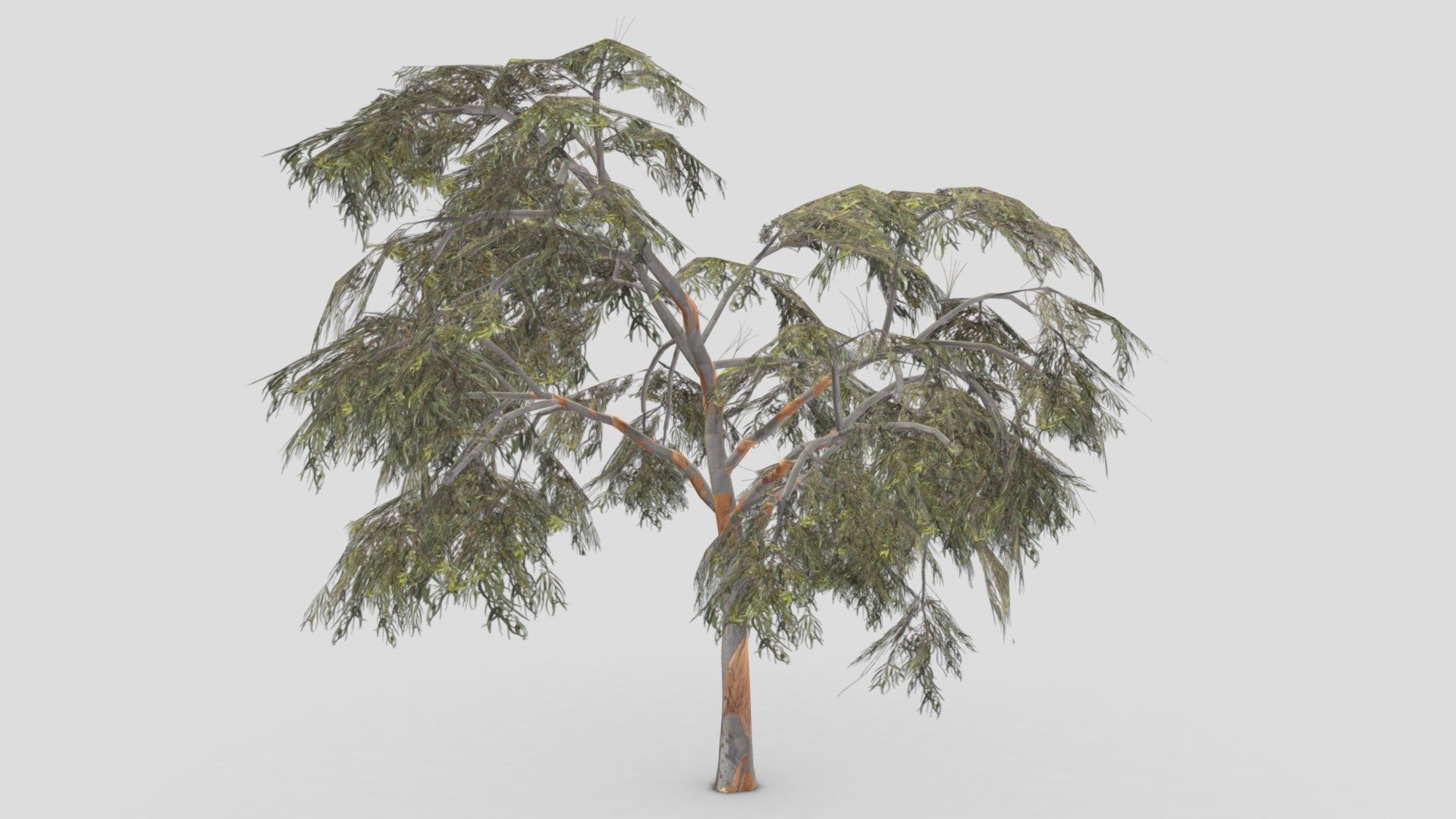 Eucalyptus Tree 3d model