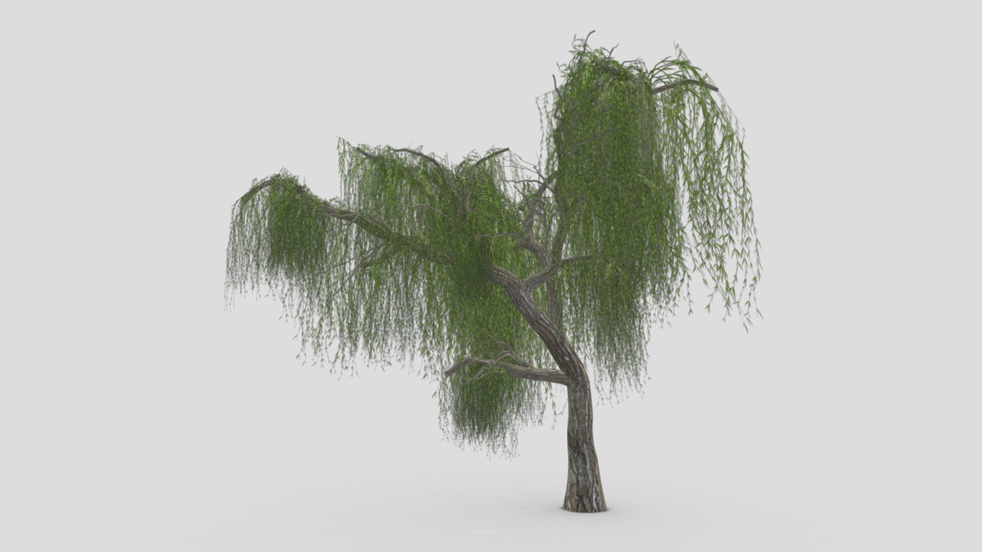 Weeping Willow Tree-01 3d model