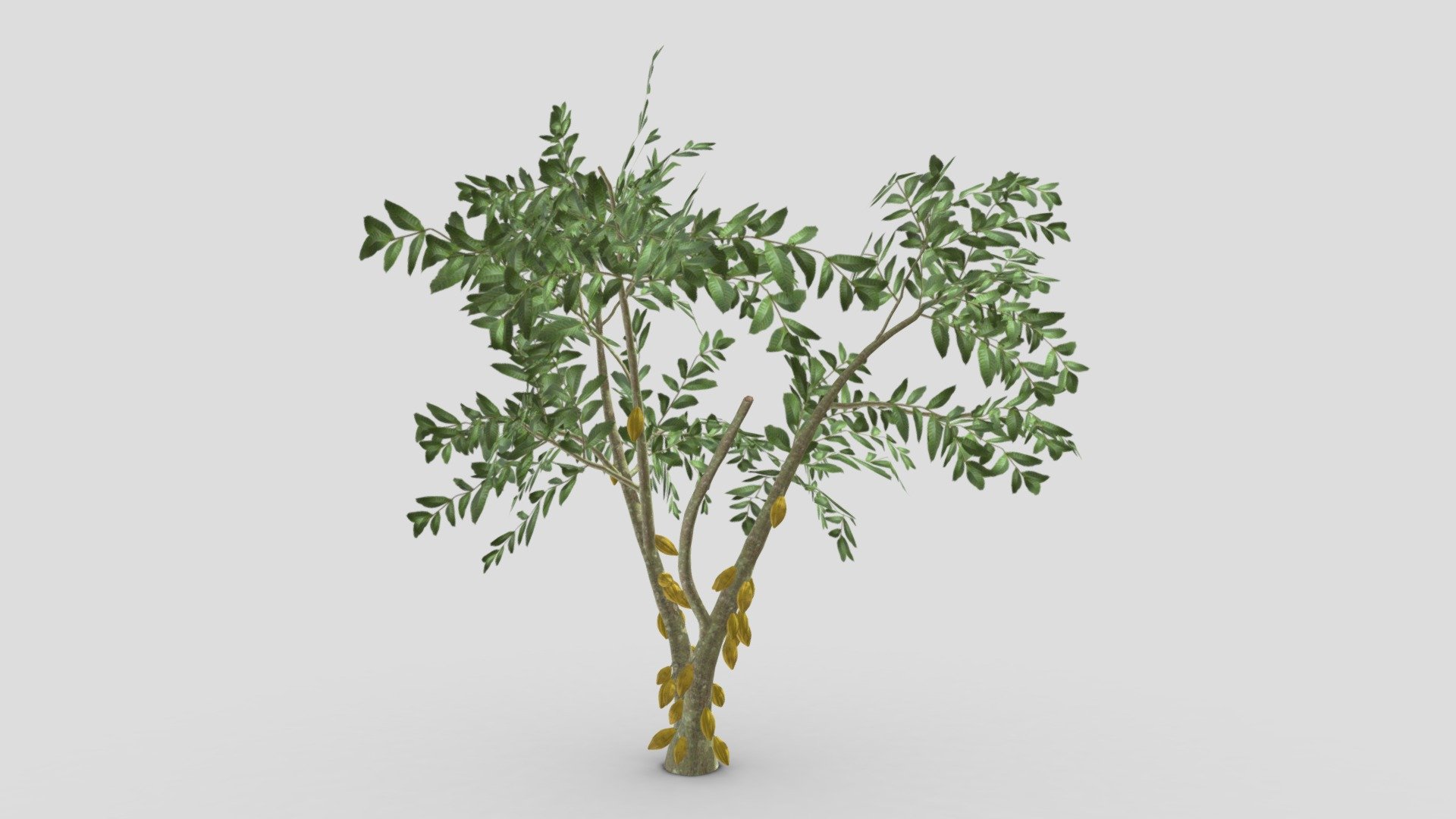 Cacao Tree( Yellow Fruit)- 08 3d model