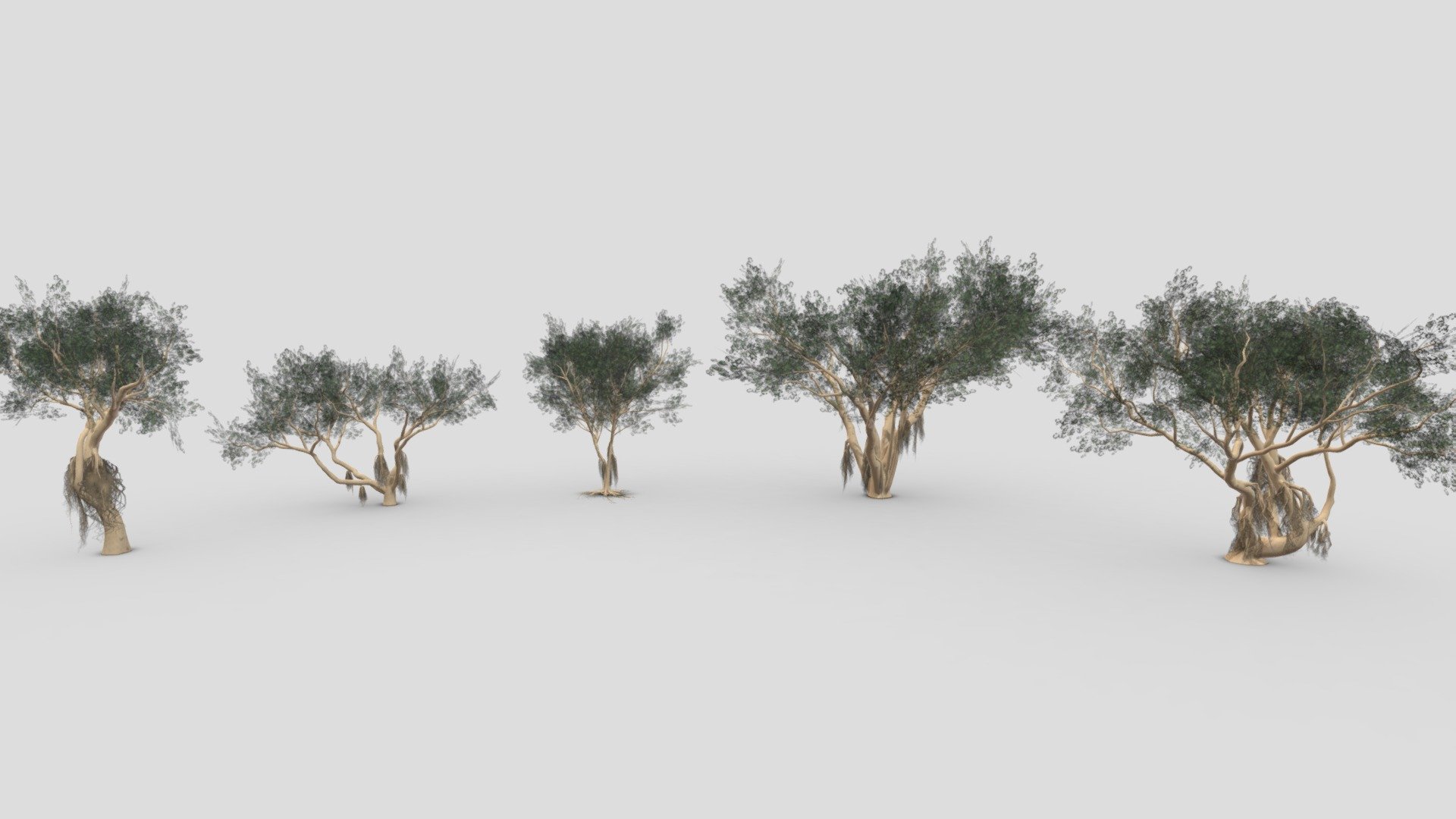 Ficus Benjamina Tree- Pack 04 3d model