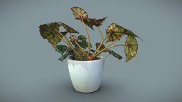 Begonia bowerae