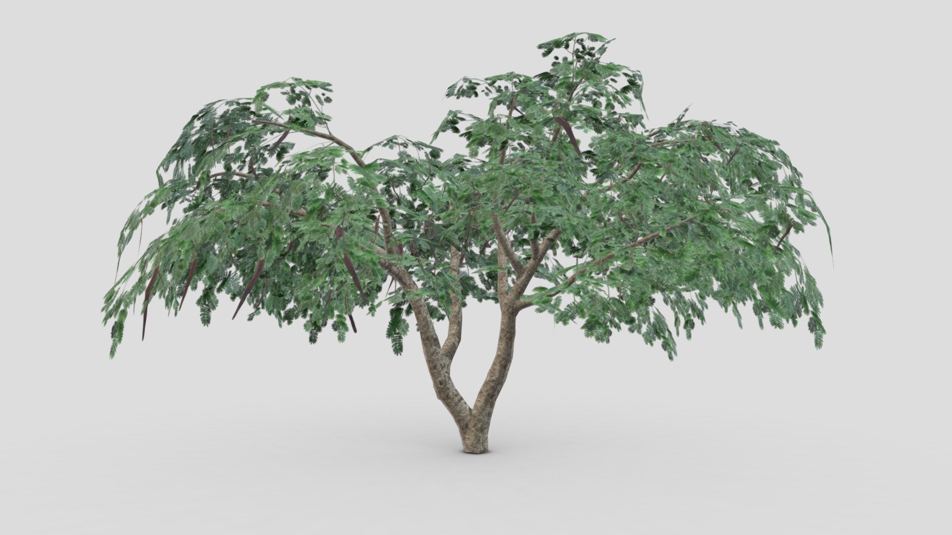 Delonix Tree- 01 3d model