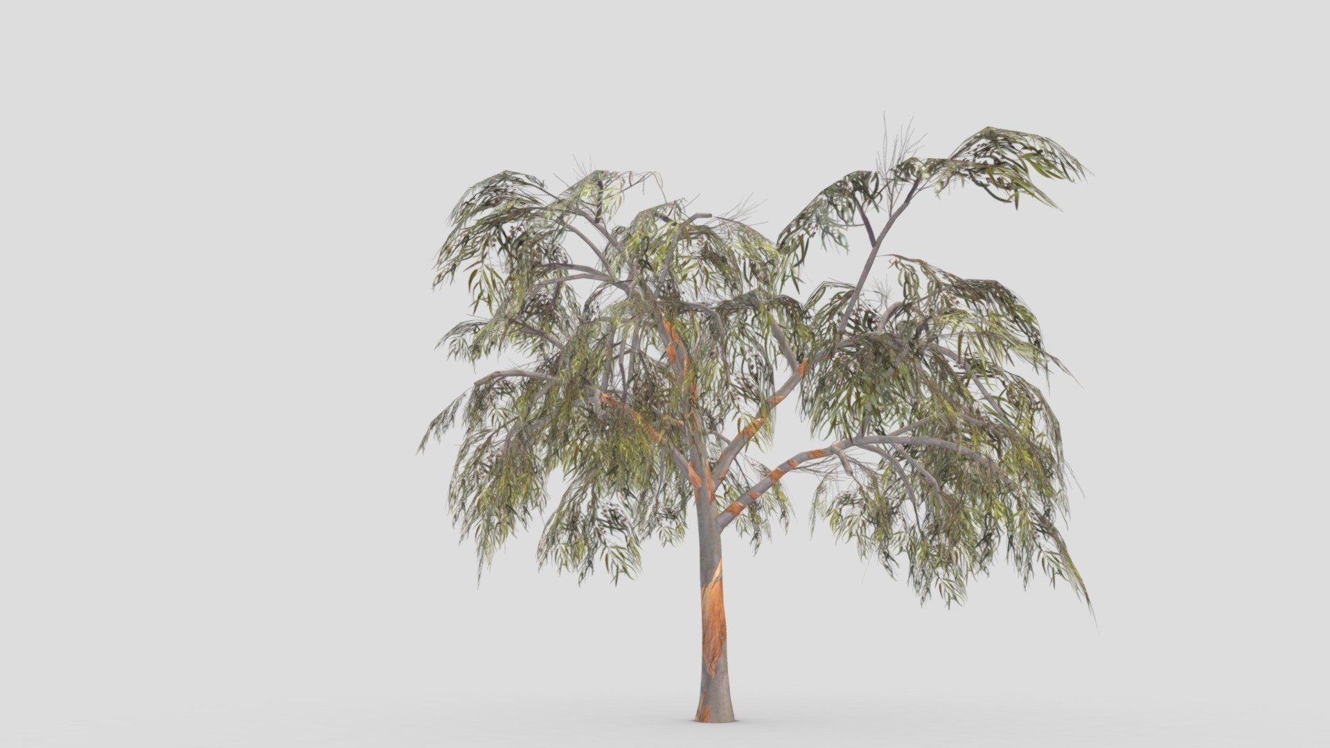 Eucalyptus Tree- 01 3d model