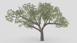 Brazilian Pequi Tree- 01