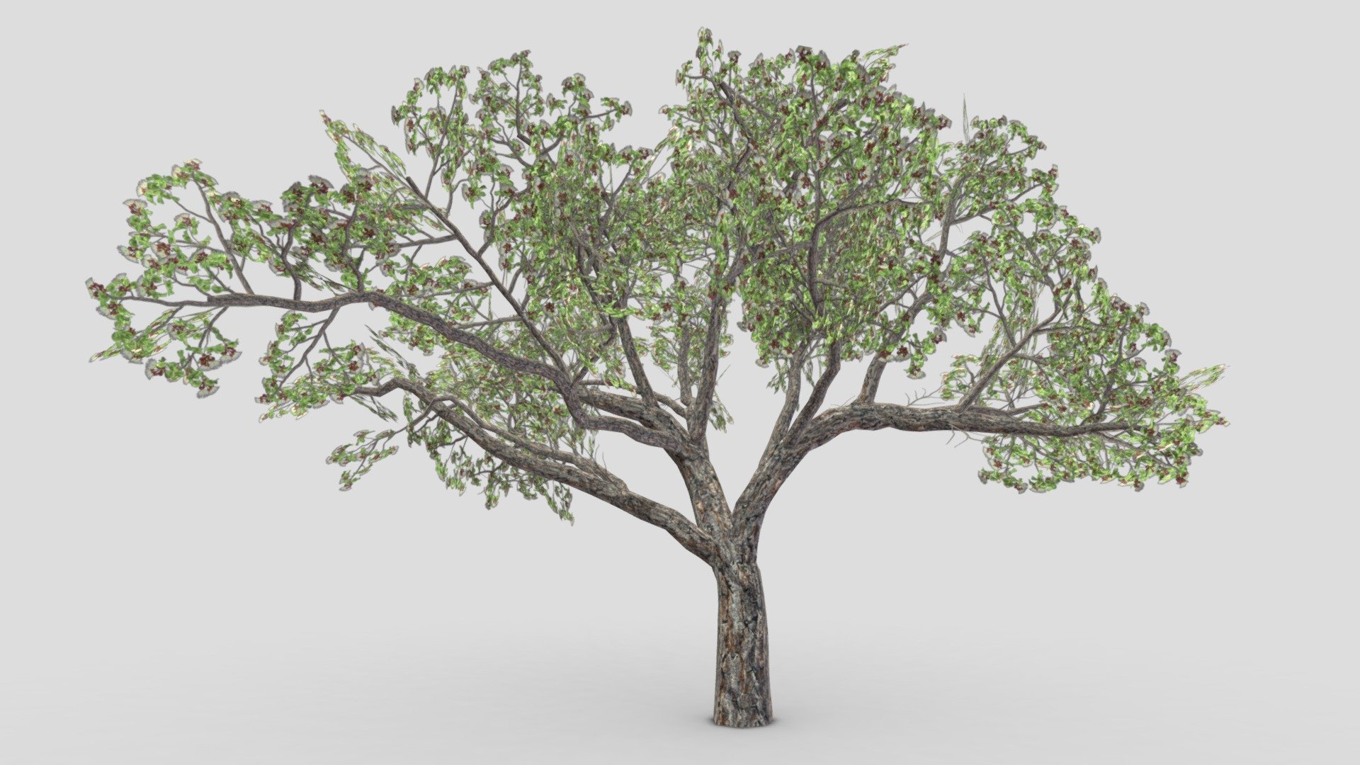 Brazilian Pequi Tree- 01 3d model