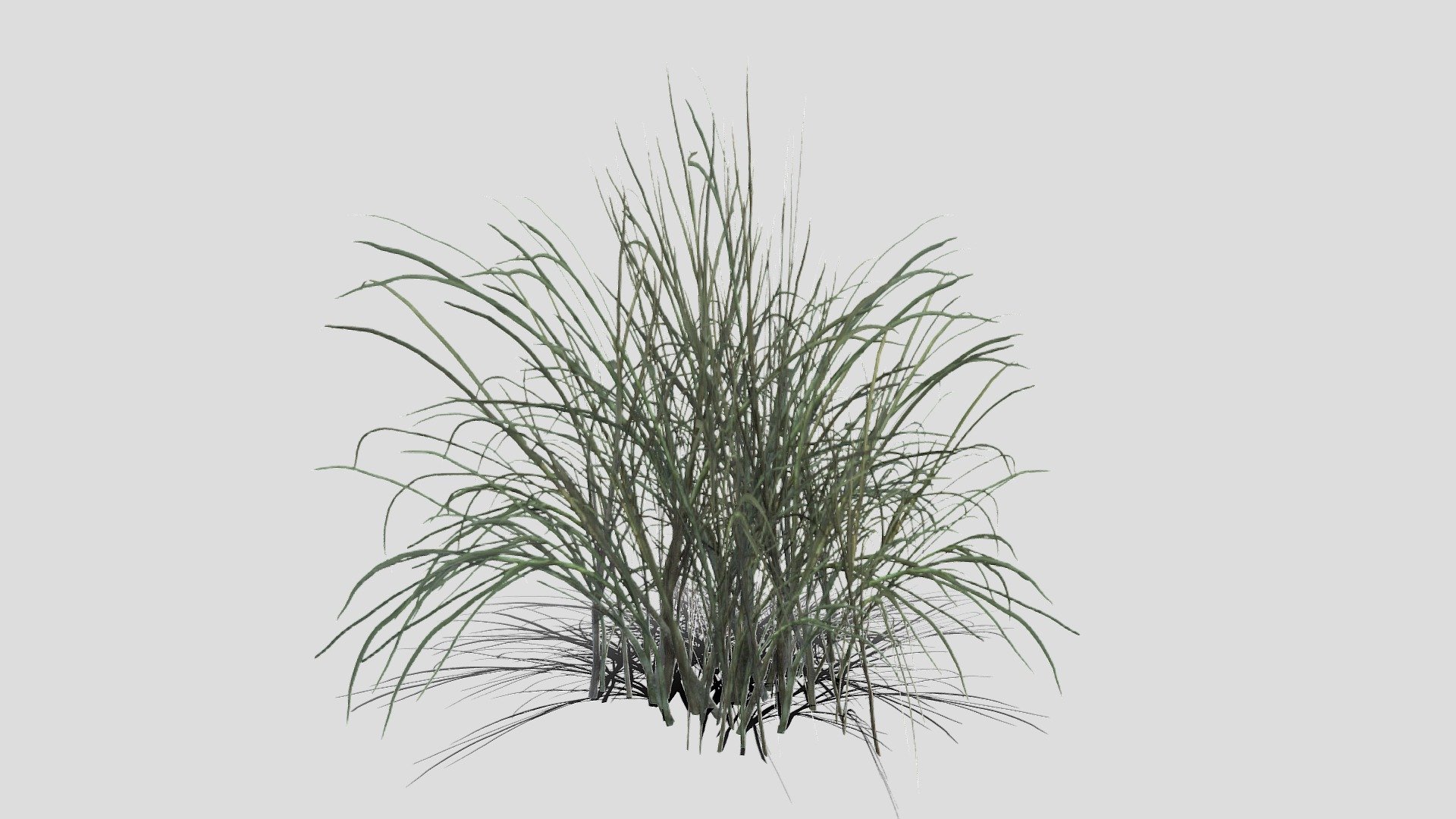 Grass 3d model