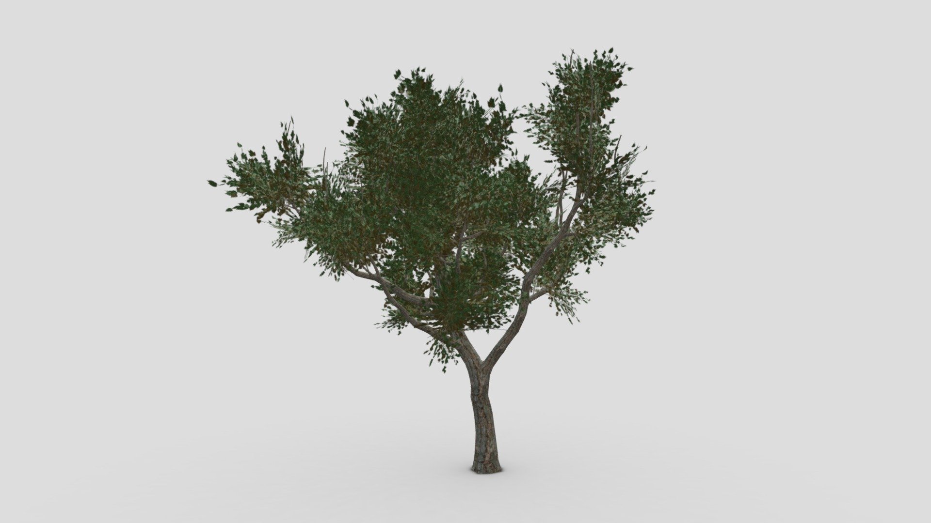 River Birch-SK-07 3d model