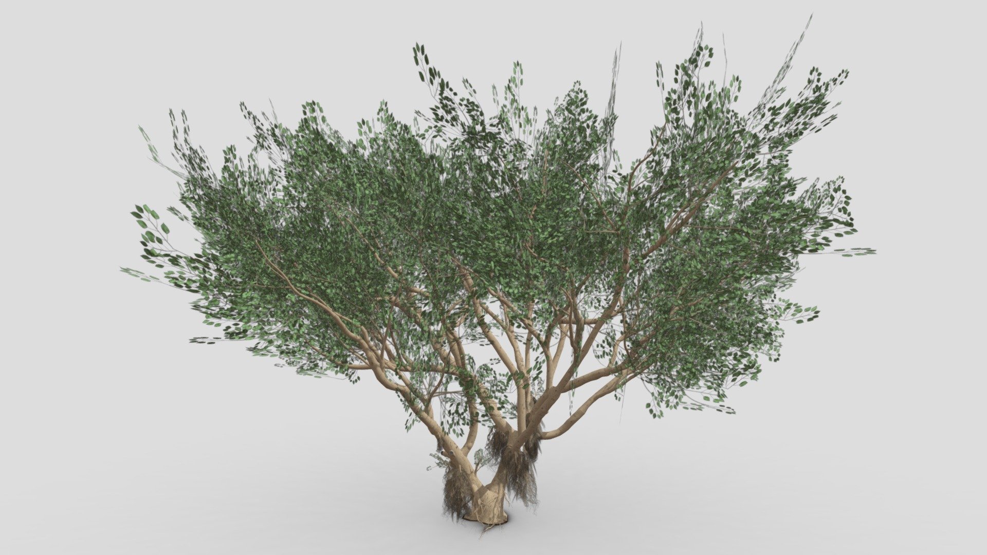 Ficus Benjamina Tree-S04 3d model