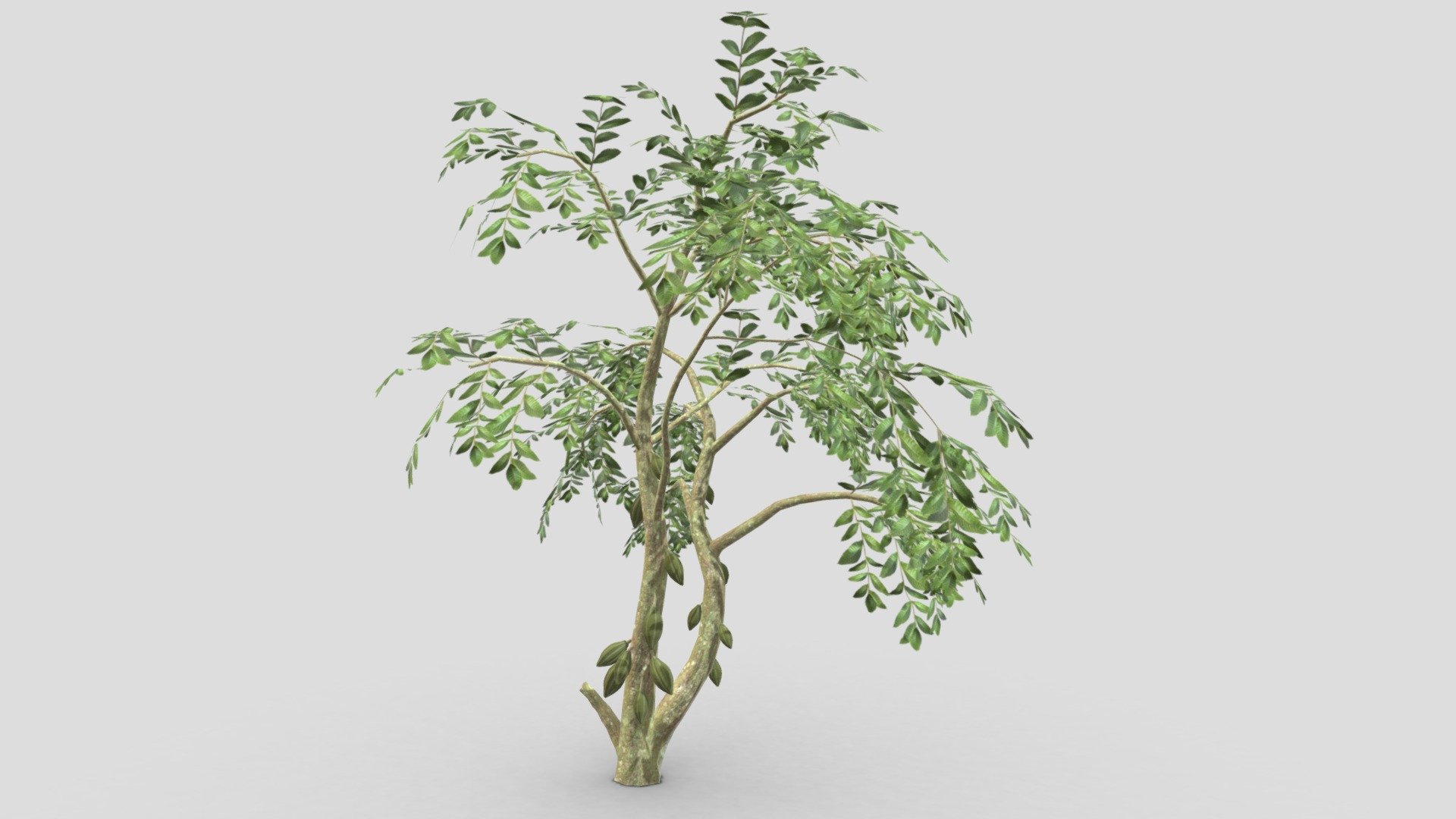 Cacao Tree( Green Fruit)- 05 3d model