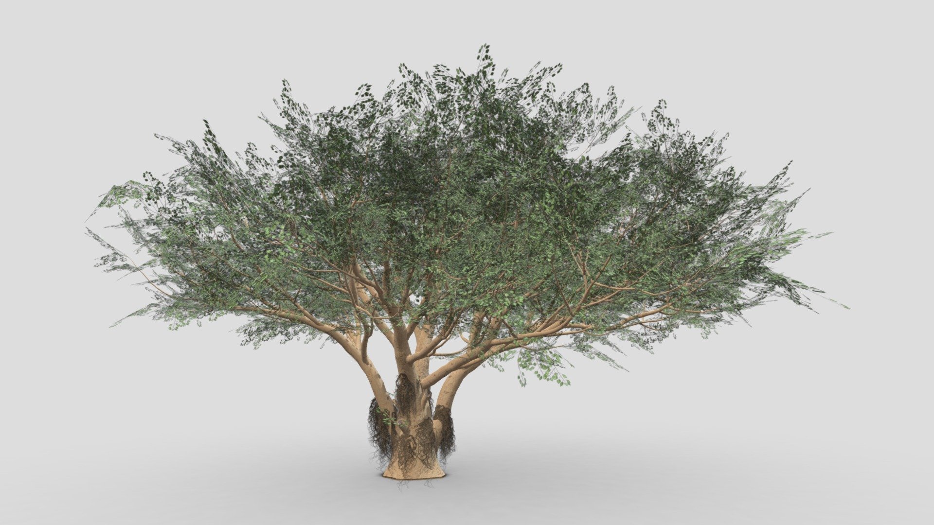 Ficus Benjamina Tree-S01 3d model