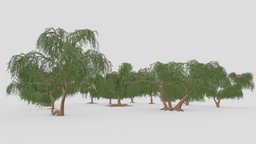 Prosopis Tree- Full Pack- 04