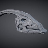 Parasaurolophus Skull