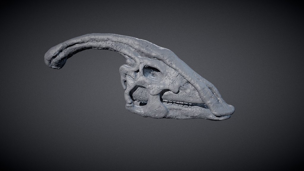 Parasaurolophus Skull 3d model