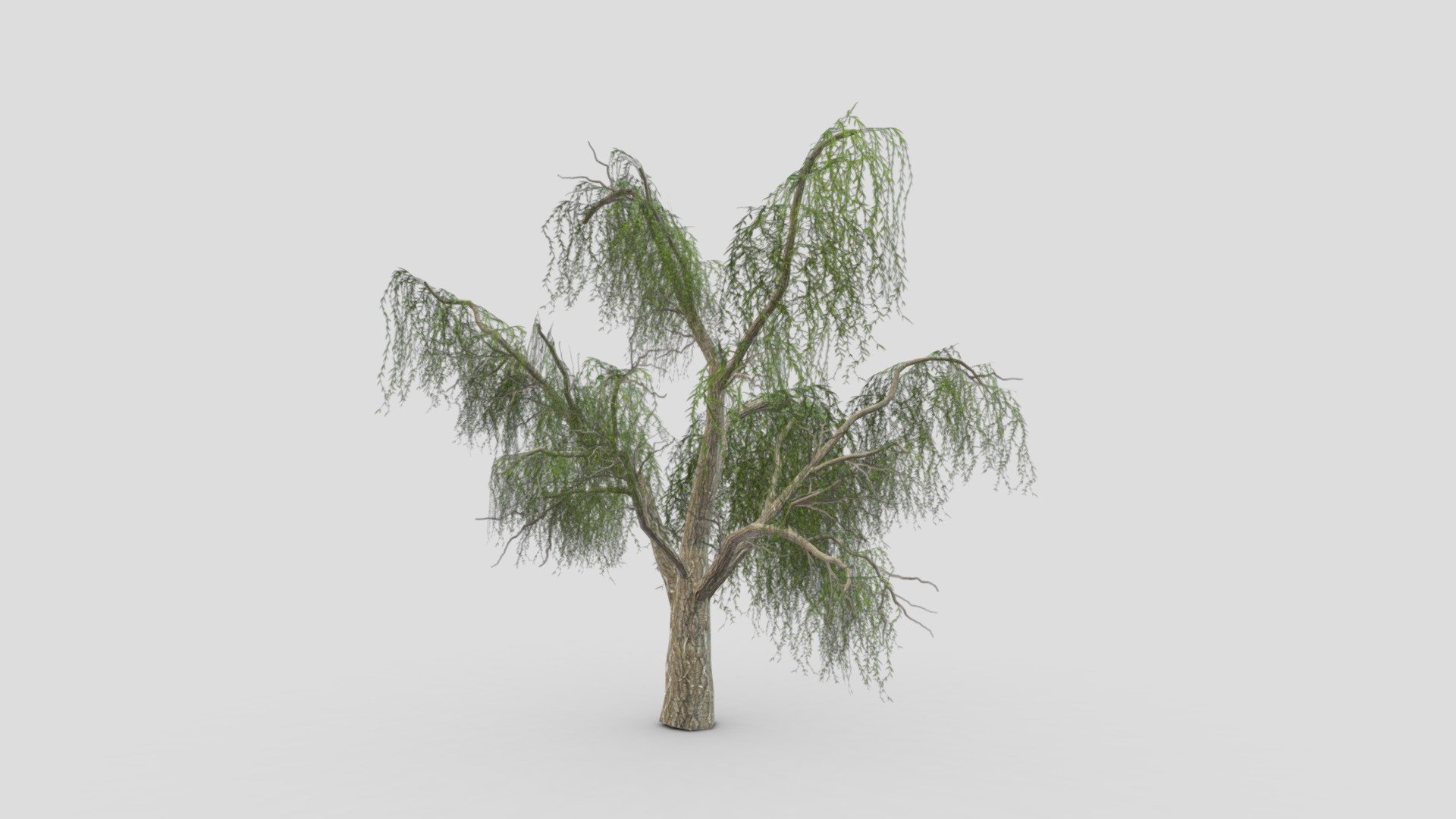 Weeping Willow Tree-06 3d model