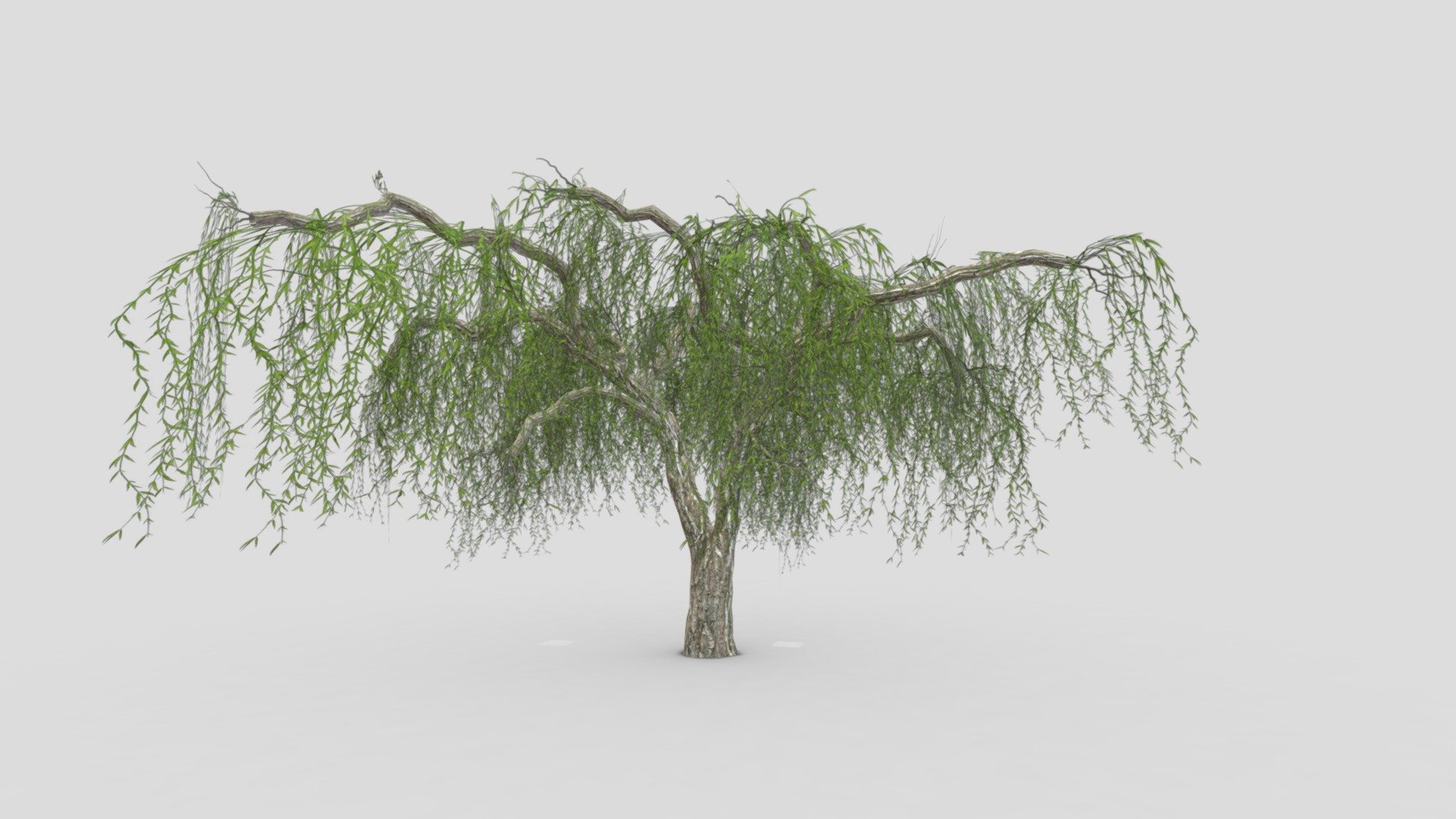 Weeping Willow Tree-03 3d model