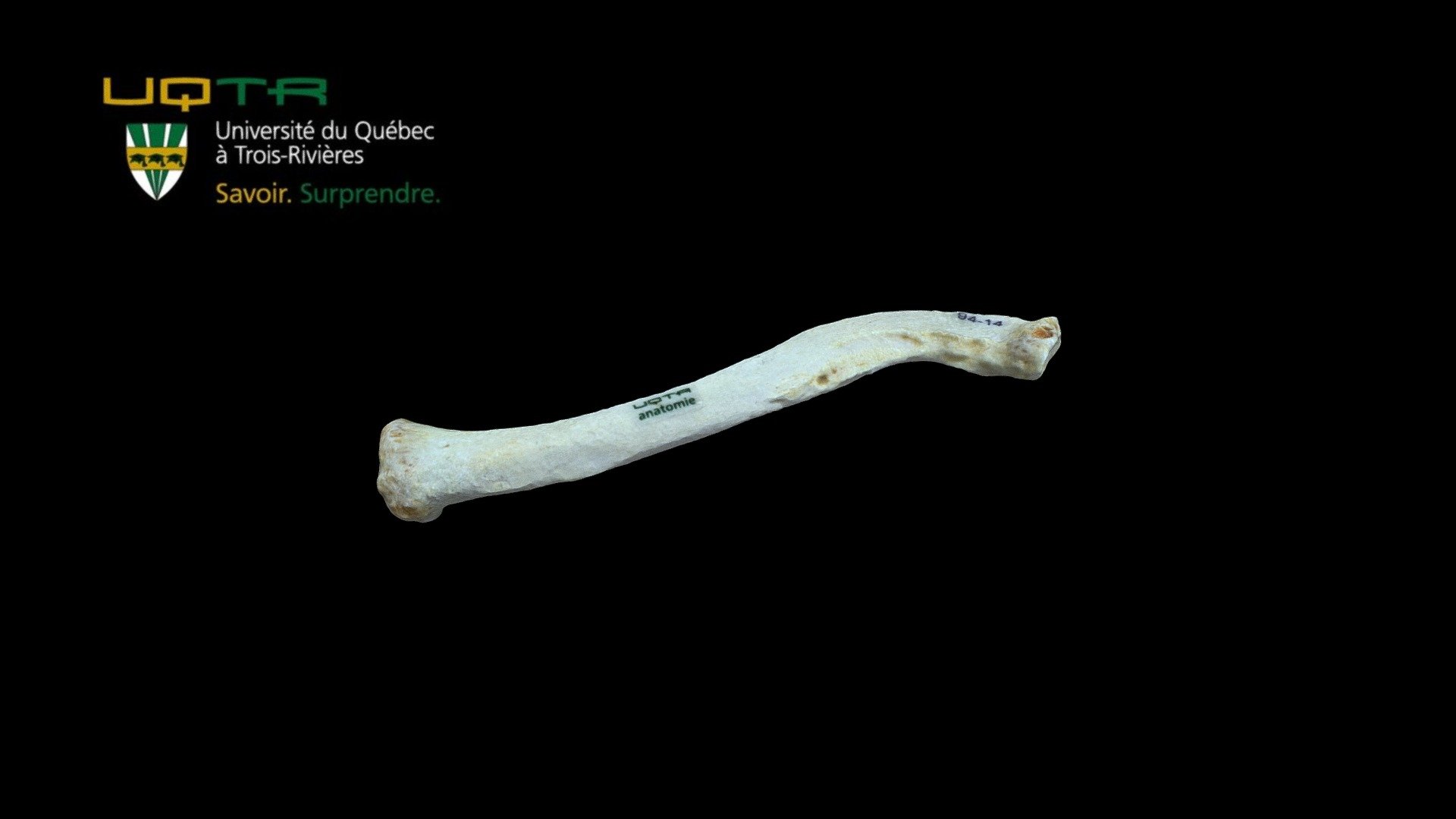 Clavicule gauche / Left clavicle 3d model