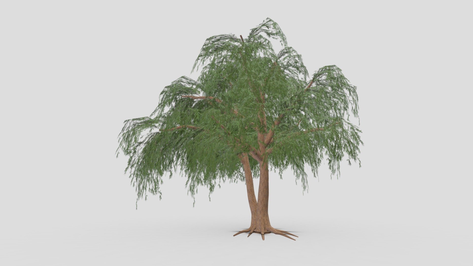 Prosopis Tree- 03 3d model