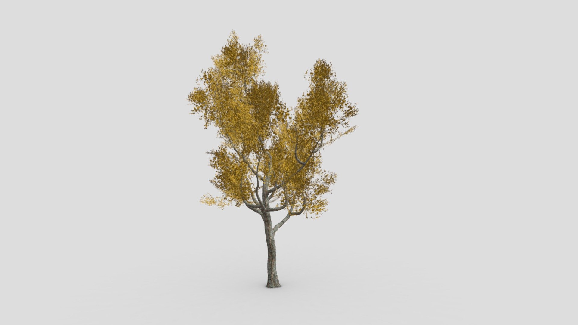 Fall-River birch-SK-12 3d model