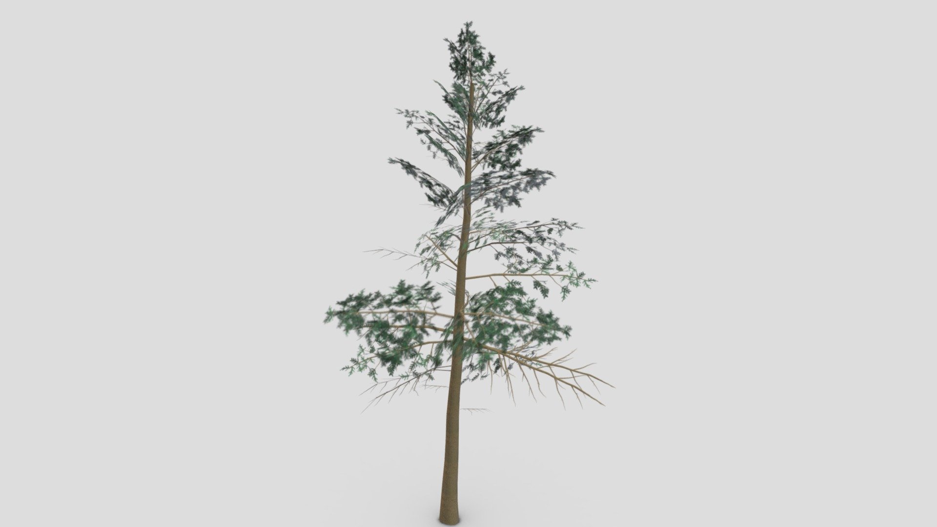 Pine Tree- Lowpoly_ 03 3d model