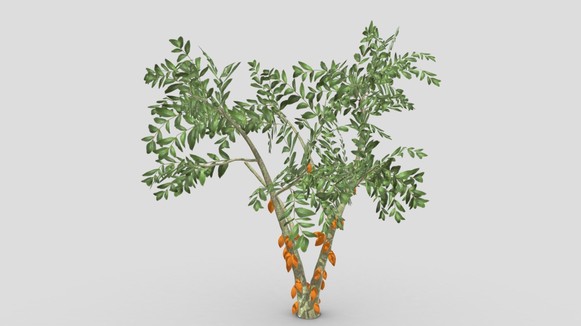 Cacao Tree( Orang Fruit)- 08 3d model