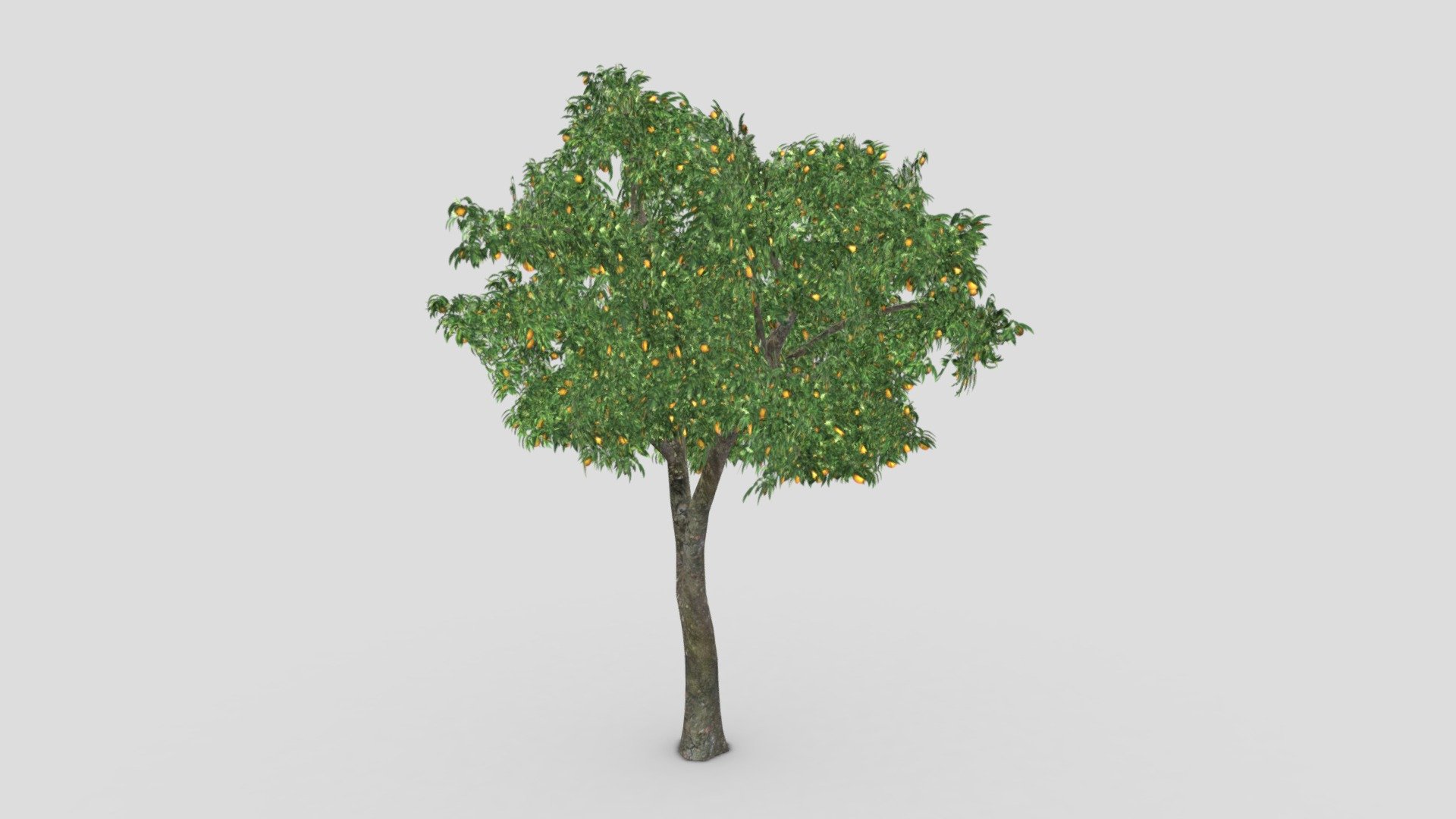 Orange Tree- S16 3d model