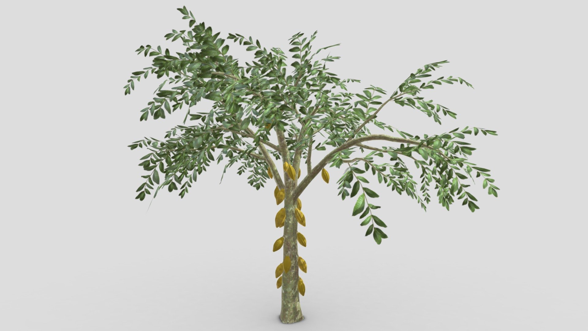 Cacao Tree( Yellow Fruit)- 06 3d model