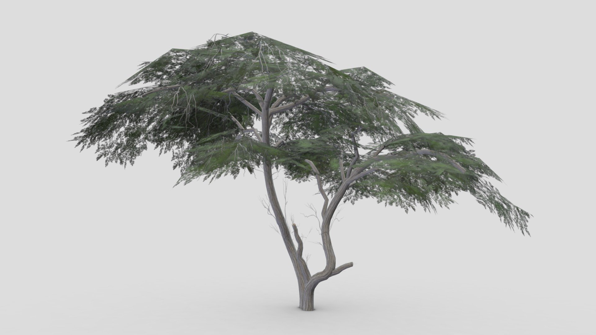 Acacia Tree-S17 3d model