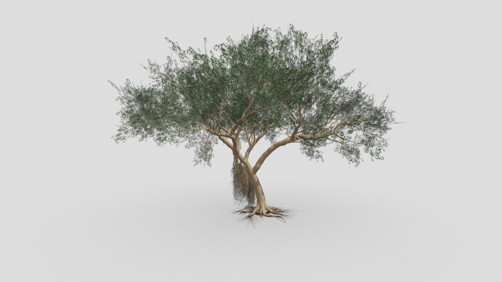 Ficus Benjamina Tree-S14 3d model