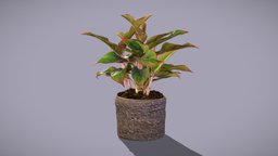 Aglaonema