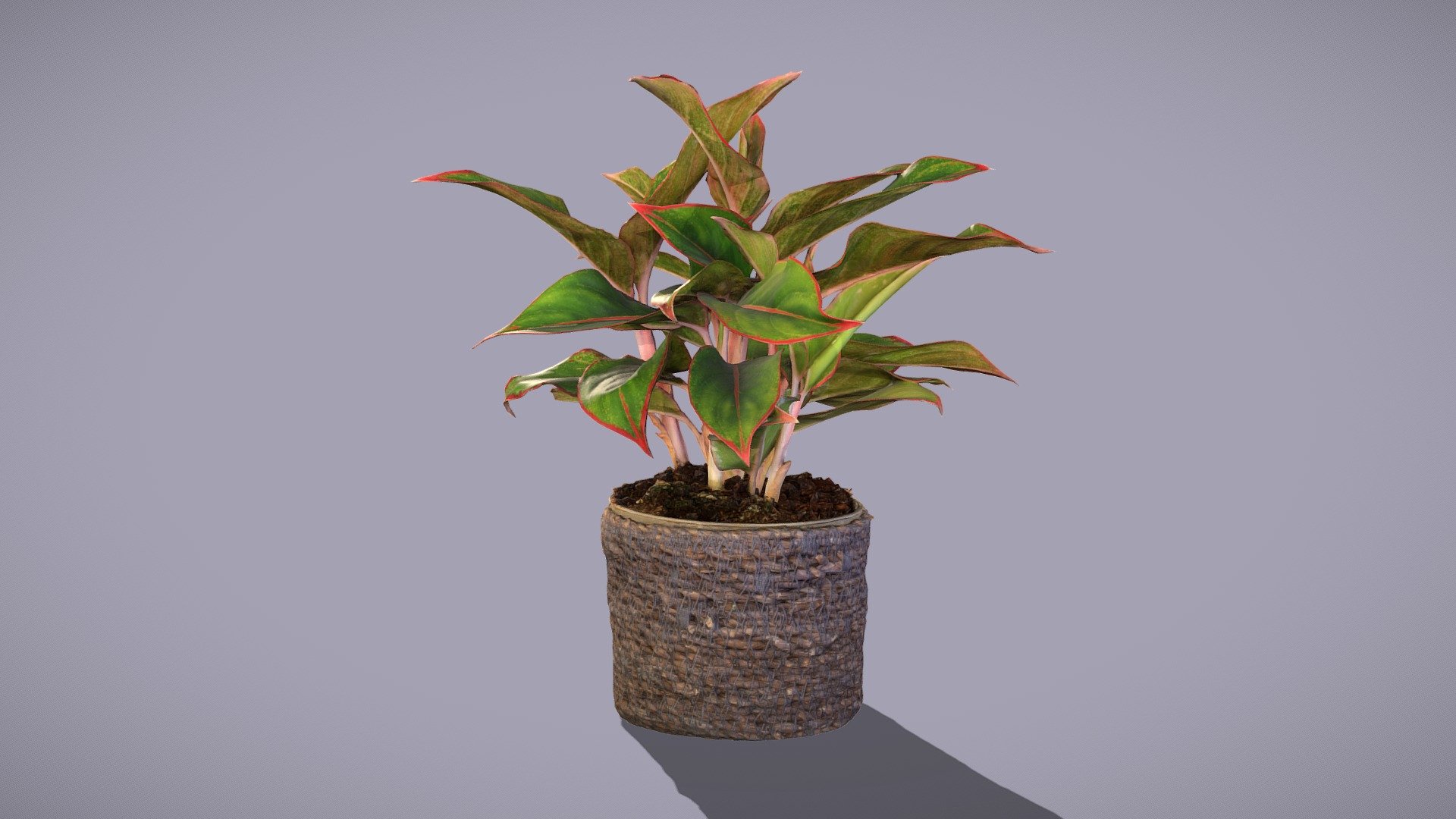 Aglaonema 3d model