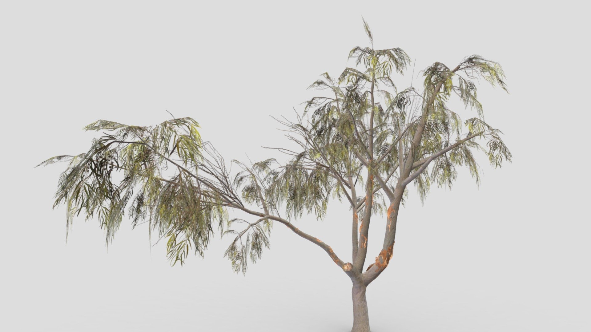 Eucalyptus Tree- 06 3d model