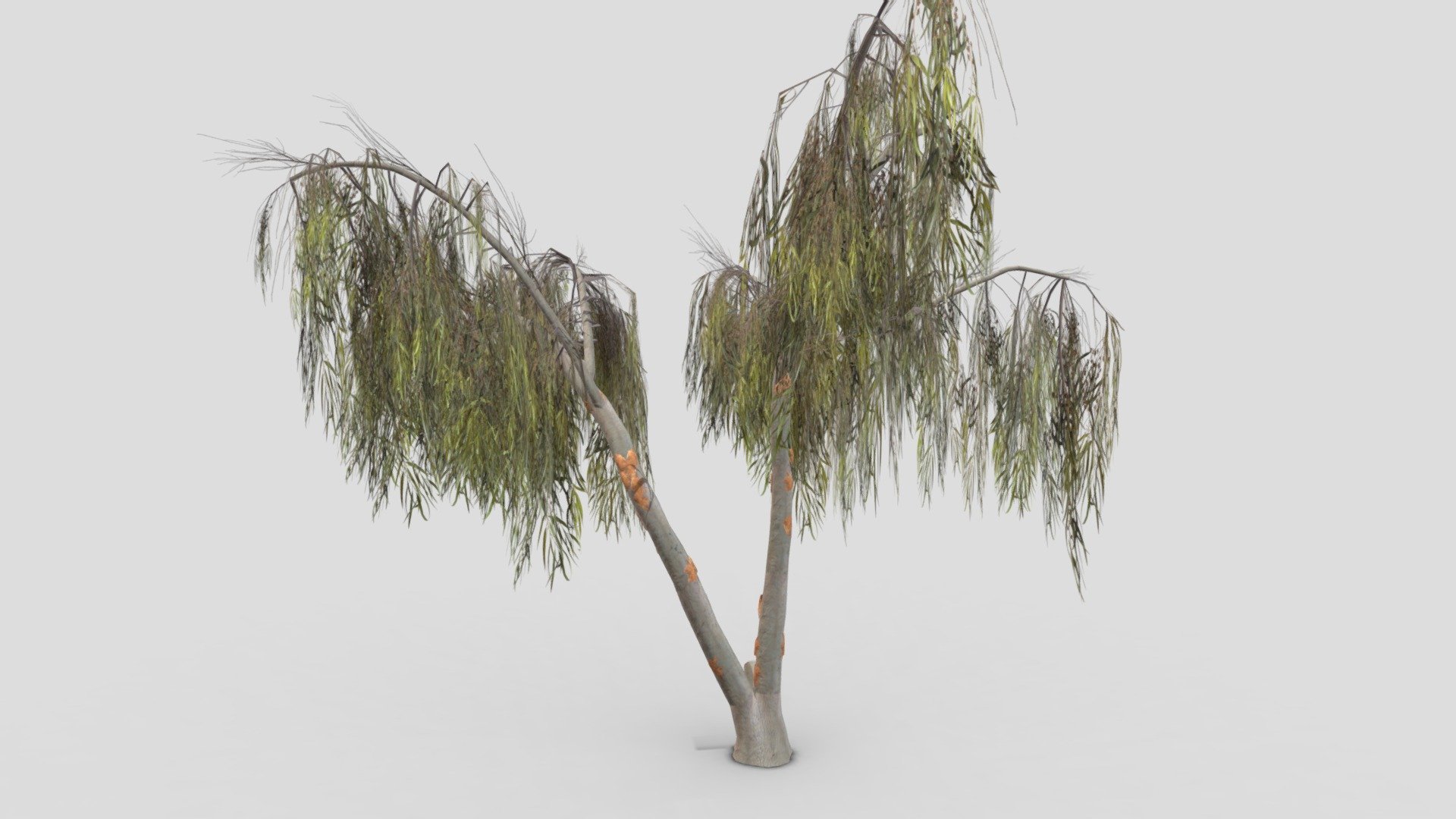 Eucalyptus Tree- 05 3d model