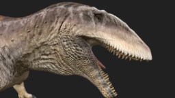 Carcharodontosaurus