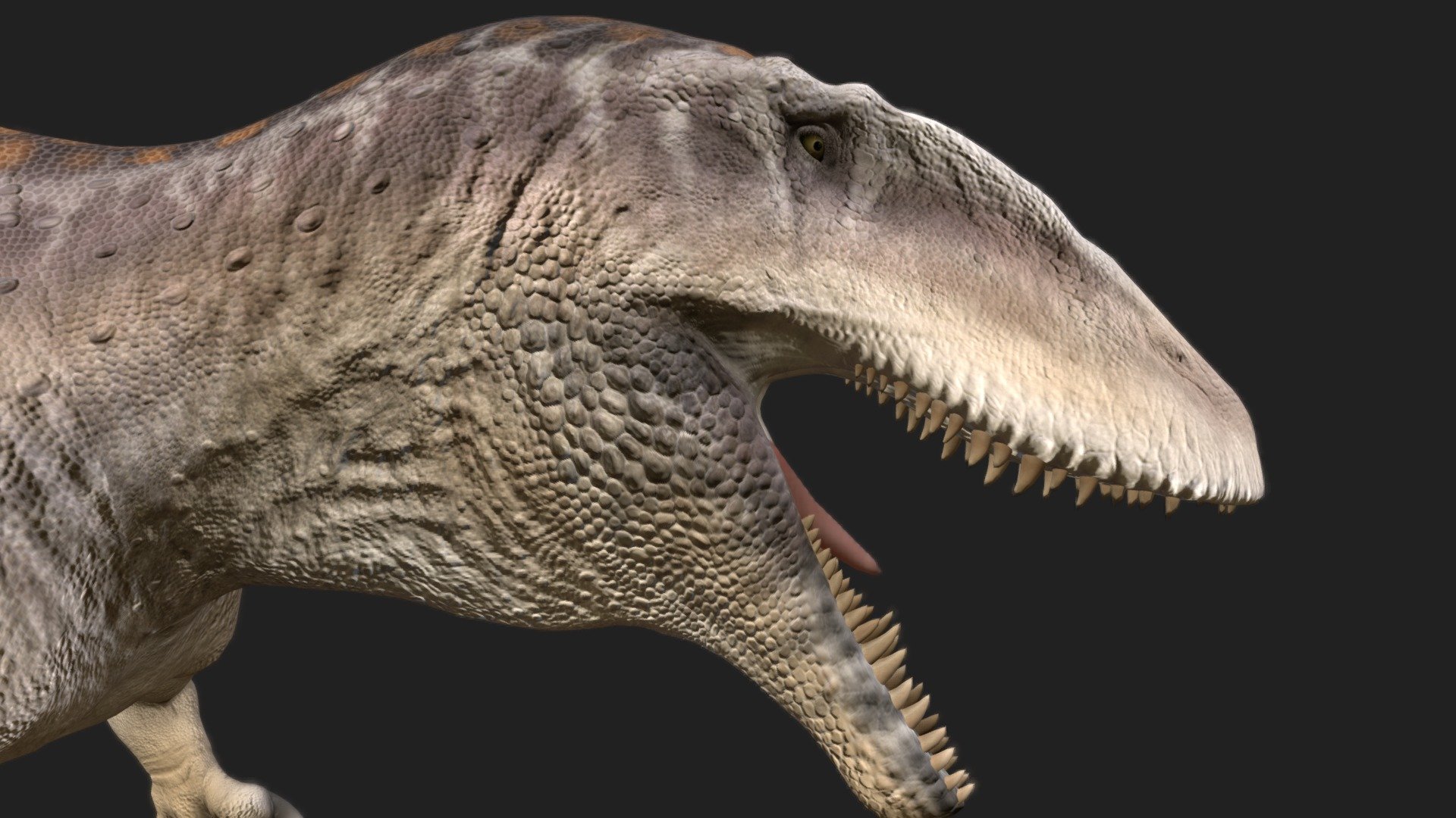 Carcharodontosaurus 3d model