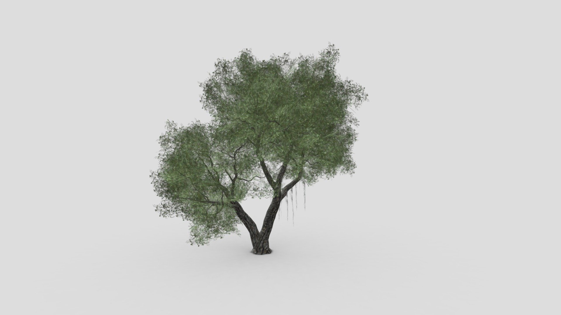 Live Oak-SK-04 3d model