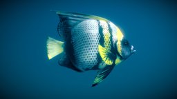 Pomacanthus Zonipectus ( Cortez angelfish )