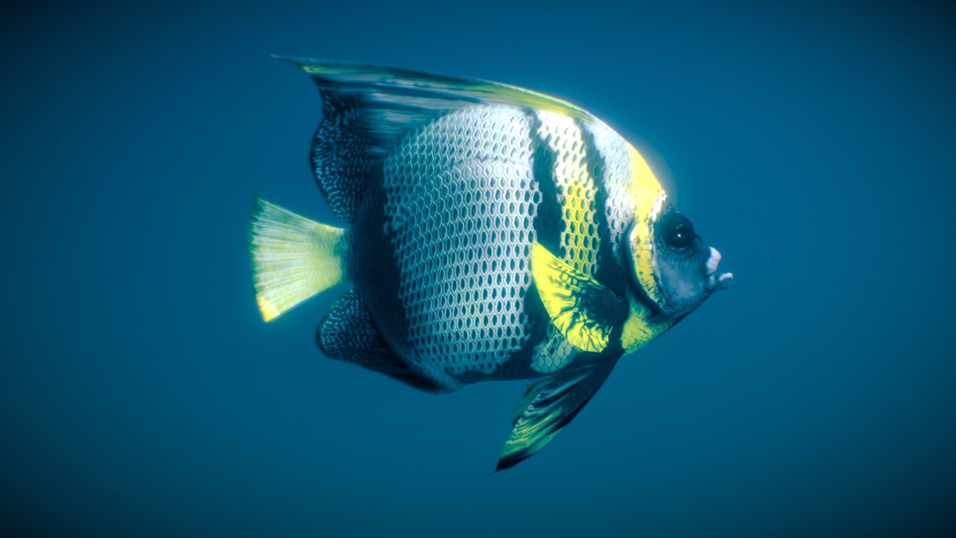 Pomacanthus Zonipectus ( Cortez angelfish ) 3d model