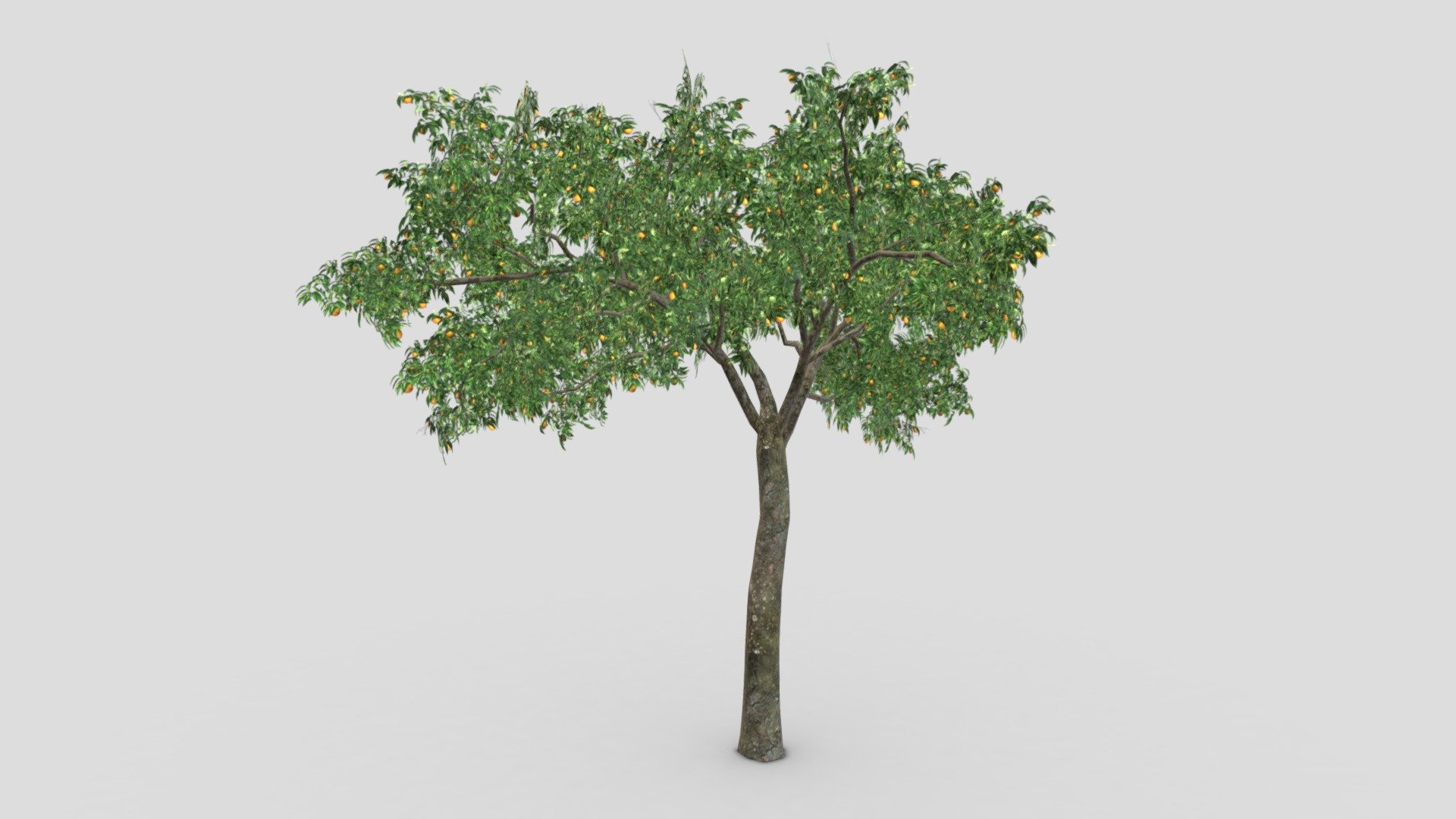 Orange Tree- S13 3d model