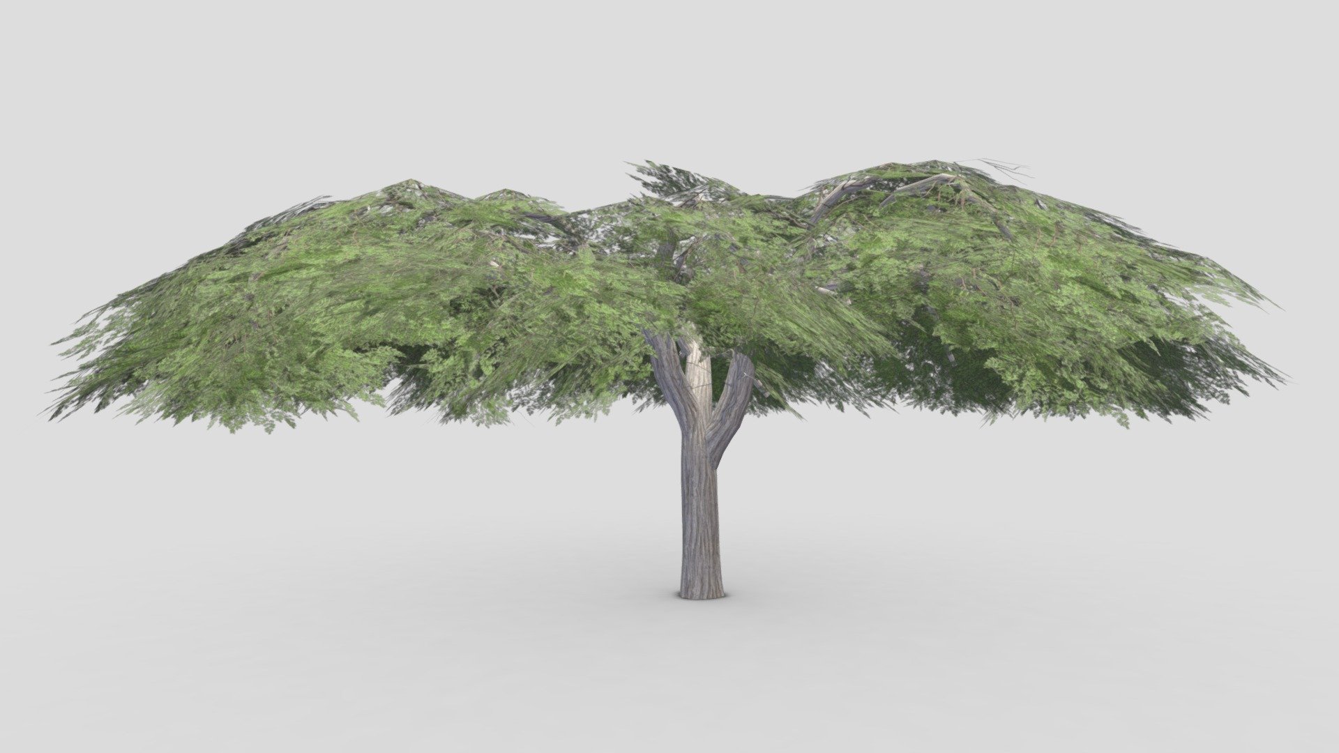 Acacia Tree-S16 3d model