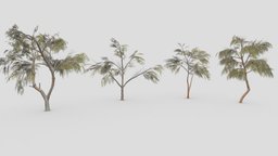 Eucalyptus Tree- Pack- 03