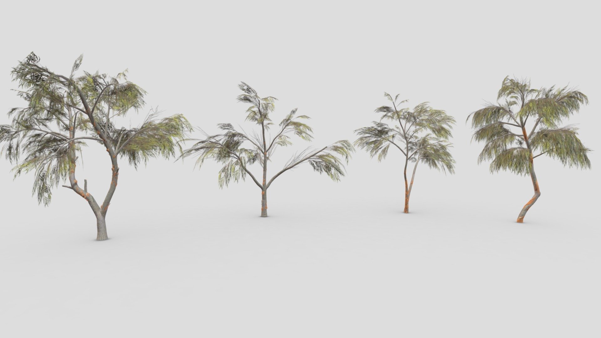 Eucalyptus Tree- Pack- 03 3d model