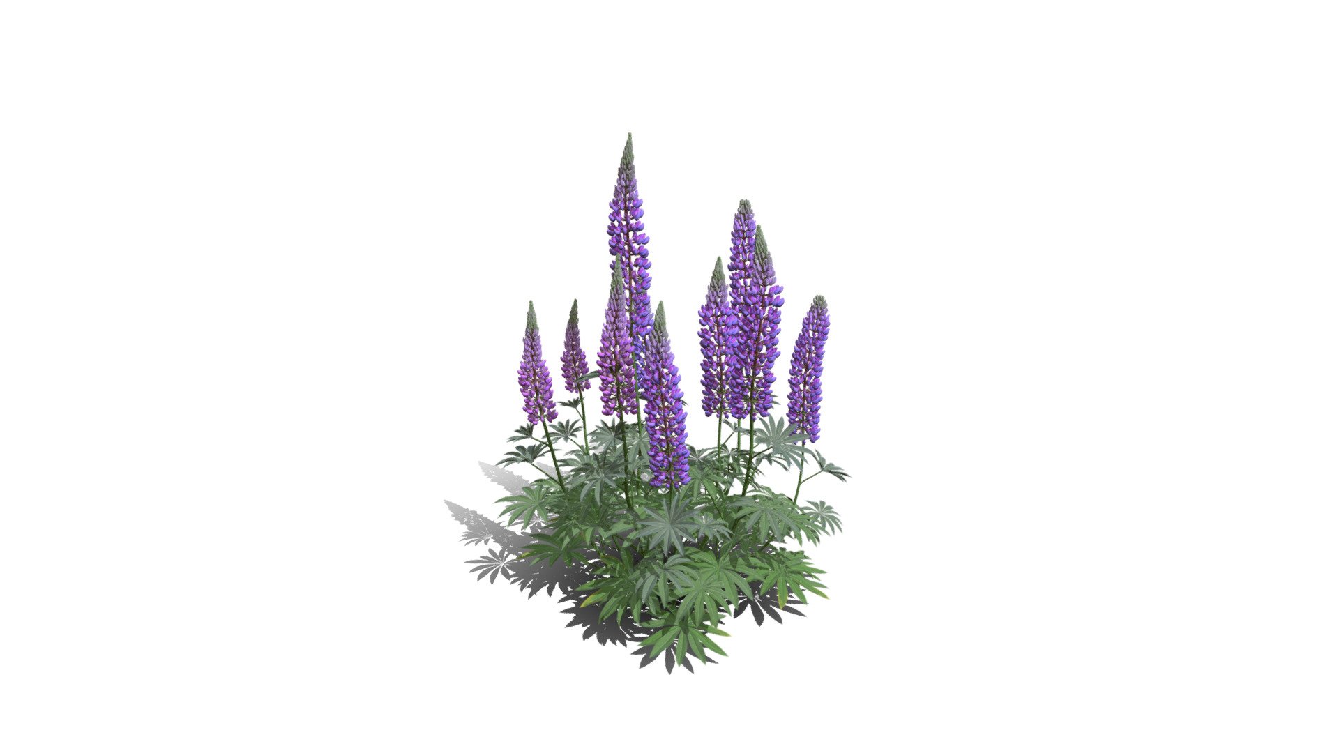 Realistic HD Large-leaved lupine (9/18) 3d model