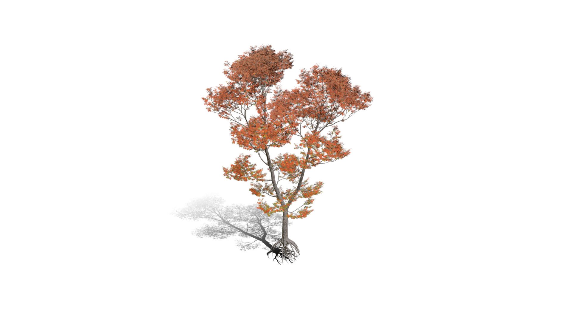 Realistic HD Northern red oak (70/138) 3d model