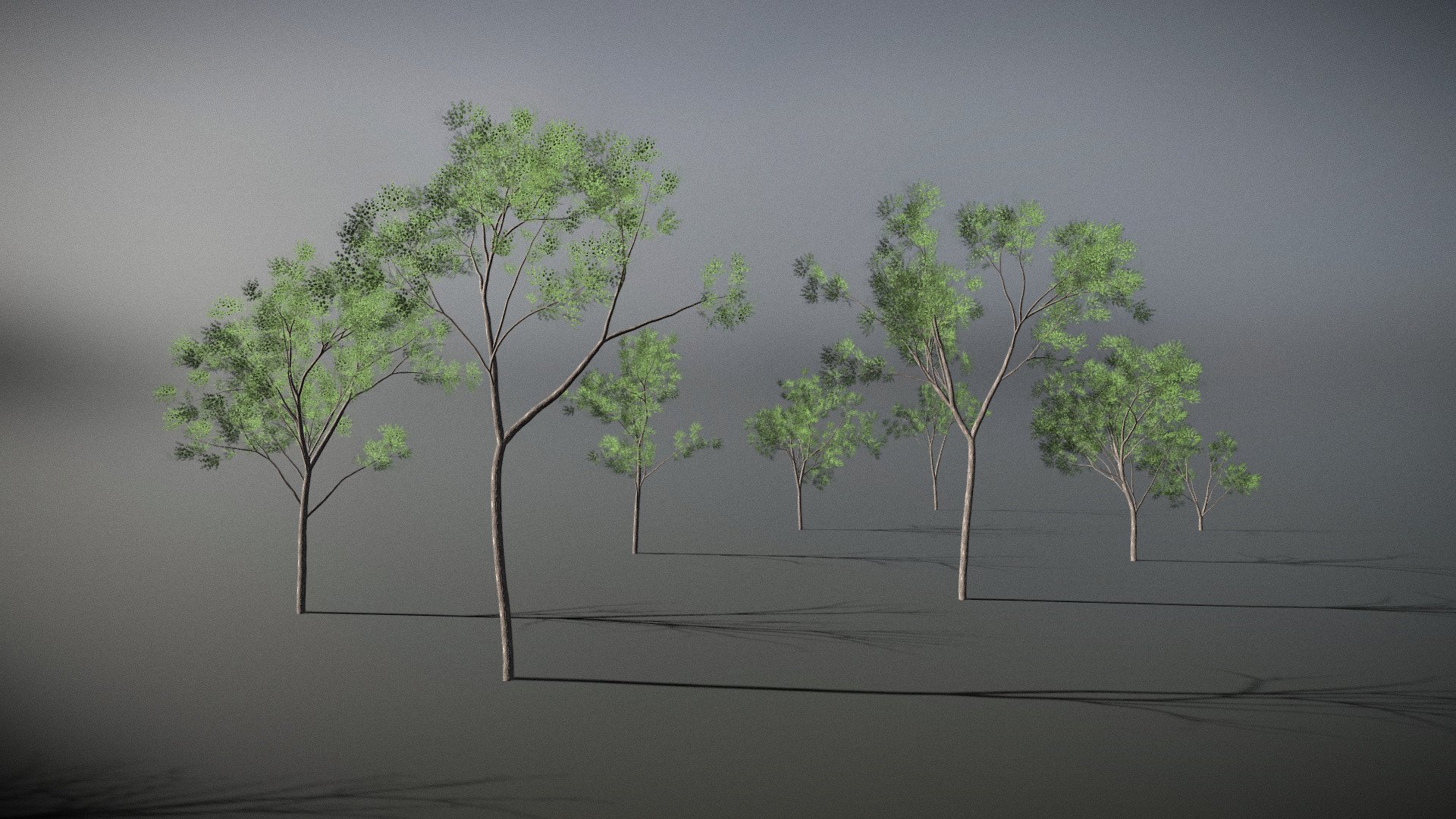 Poplar Tree Pack (9 variations) 3d model