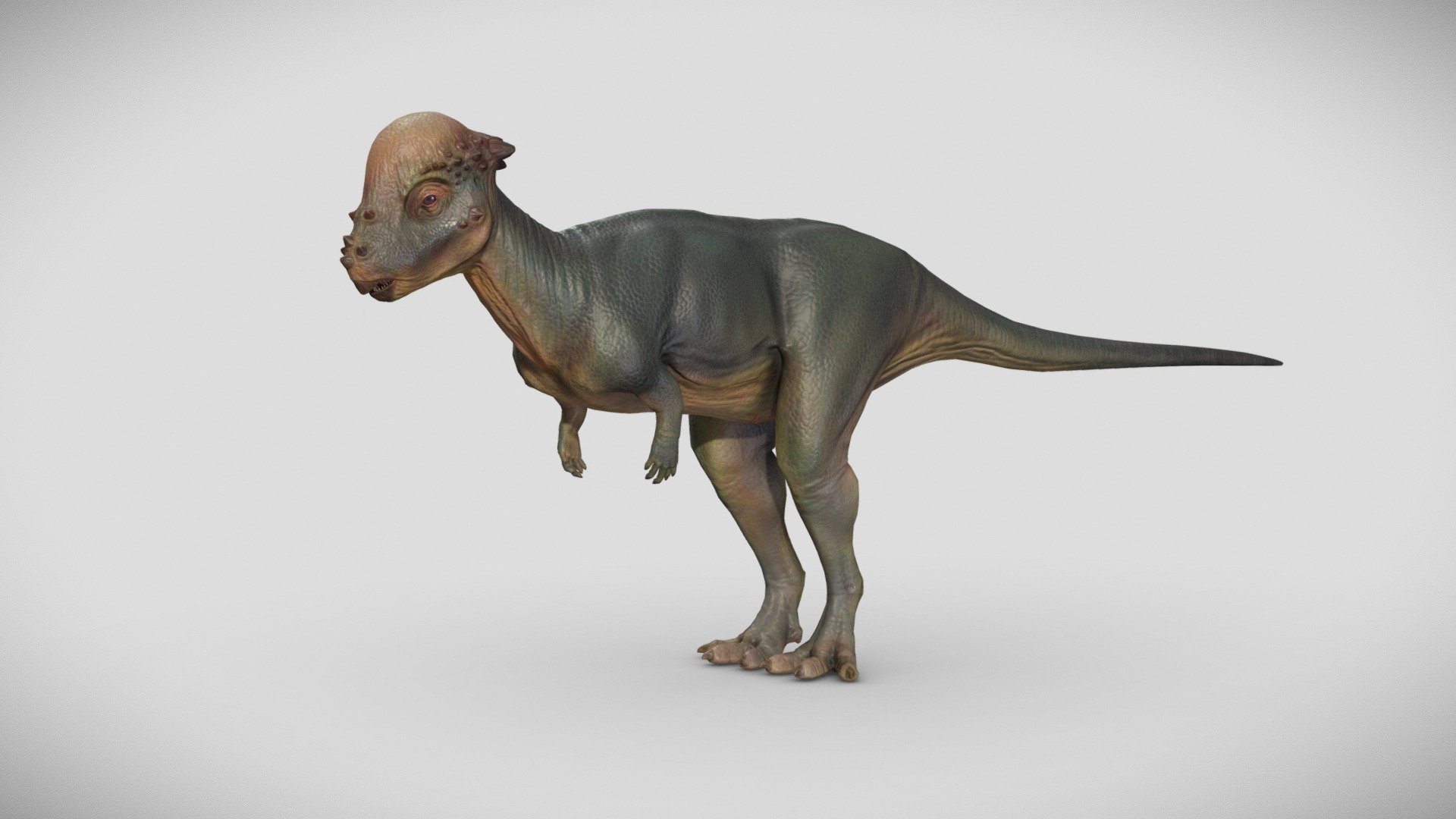 Pachycephalosaurus 3d model