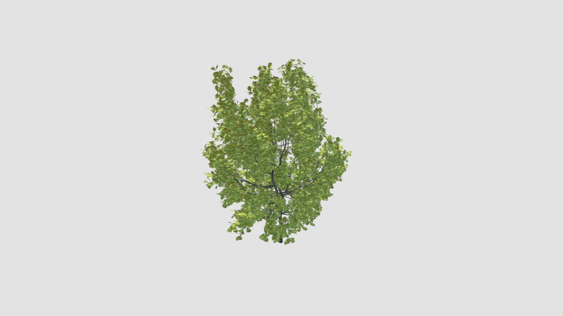 Quercus robur Concordia  v 3d model