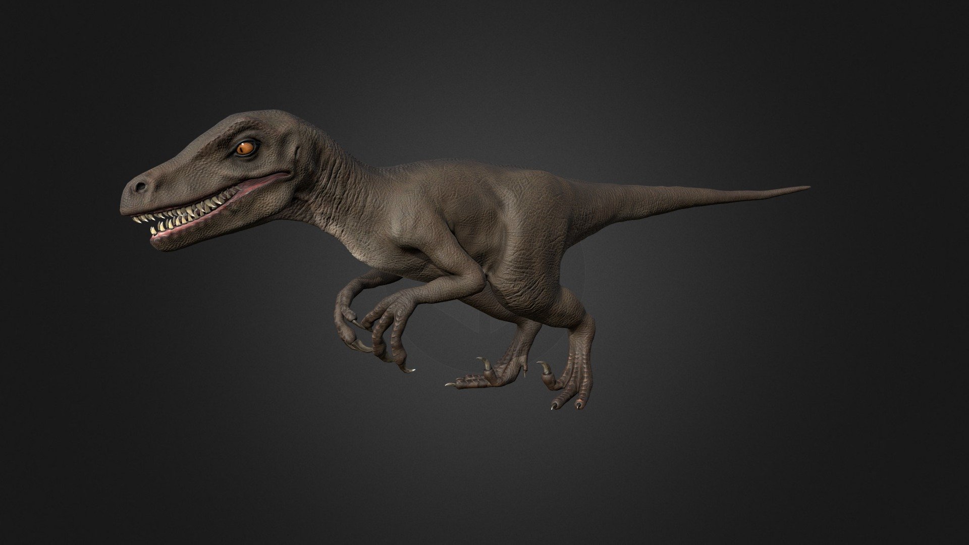 Velociraptor 3d model