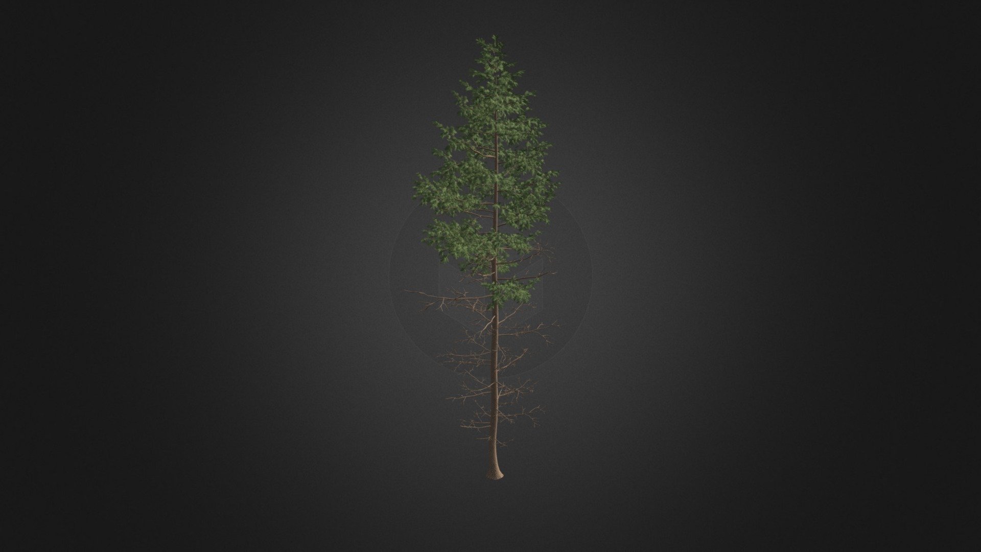 Pine Tree 3D Model 16m 3d model