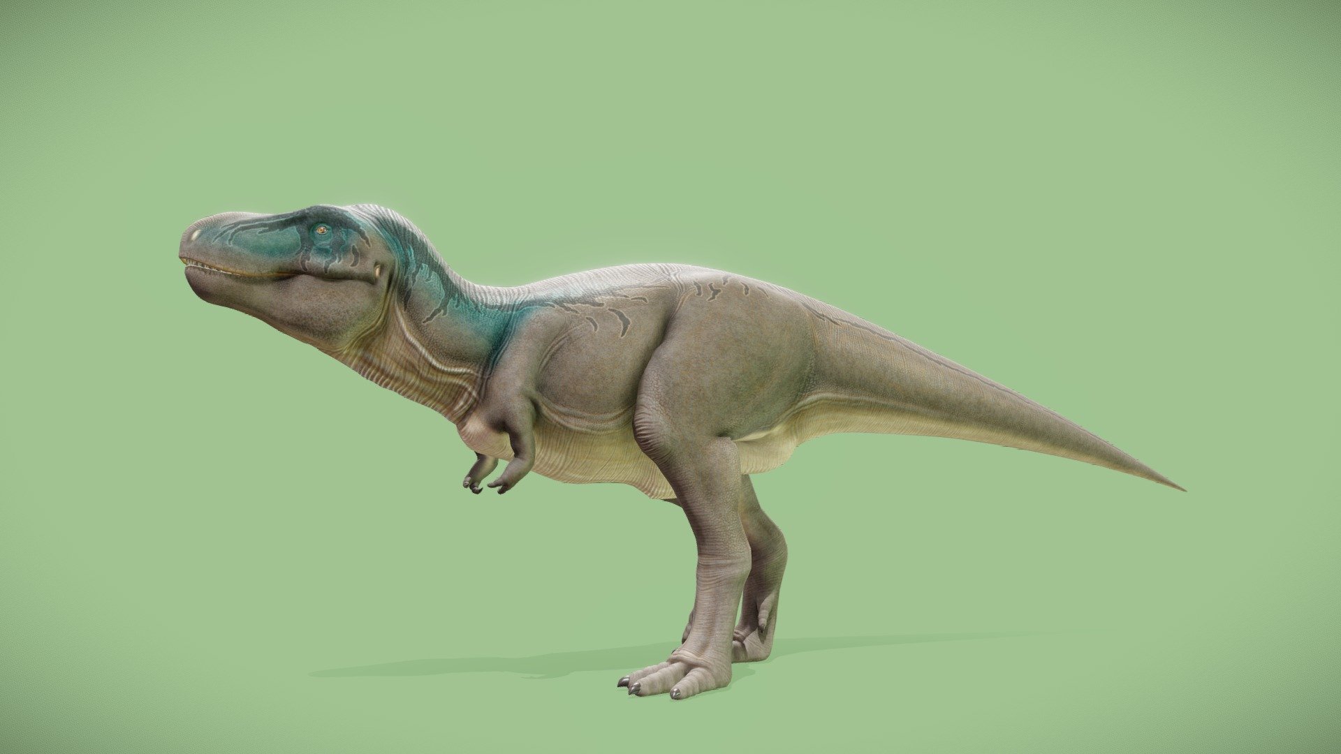 Tyrannosaurus Rex (Male version) 3d model